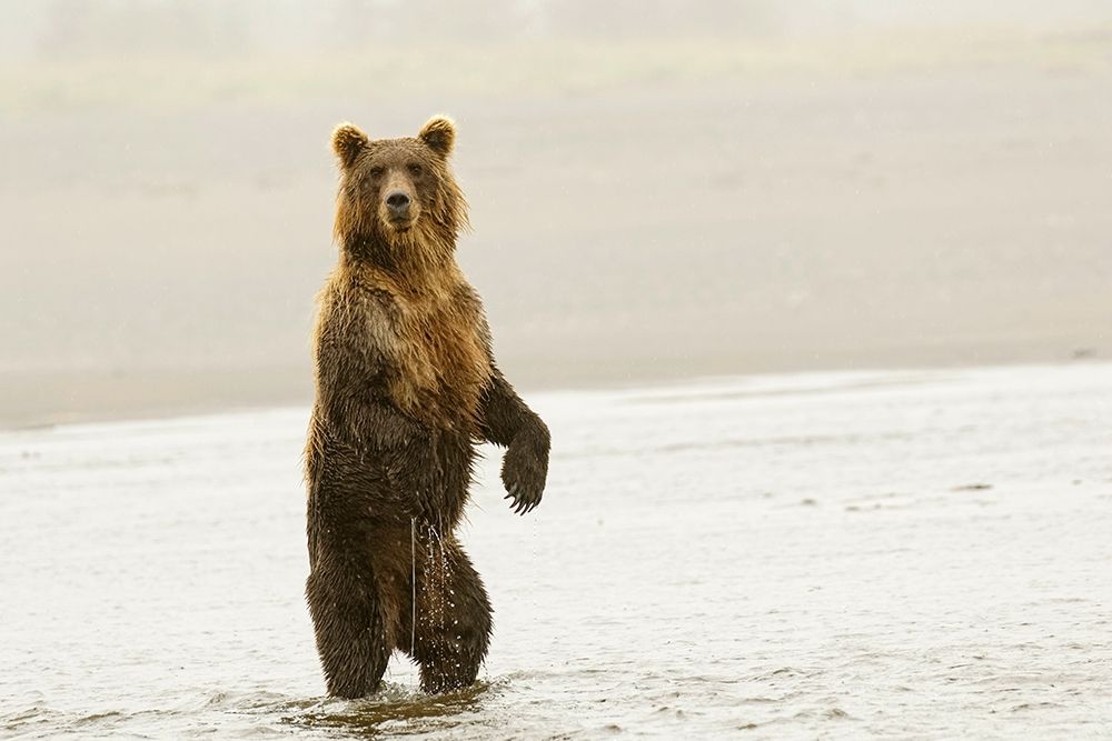 Brown bear standing upright-Silver Salmon Creek-Lake Clark National Park-Alaska
